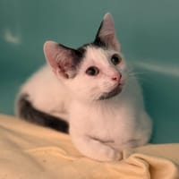 Petit Ronron CAB5573, chatte à adopter