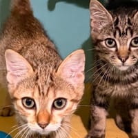 Olive CAB5832, chat à adopter