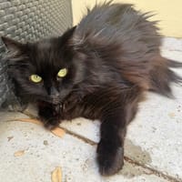 Kikoo, chatte à adopter