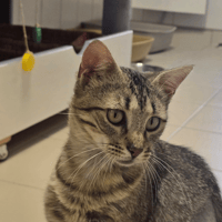 Maïa, chatte à adopter