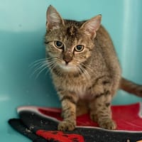 Gloria CAB5913, chatte à adopter