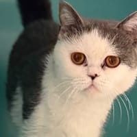 Yoda CAB5813, chatte à adopter