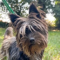 Pepette, chienne à adopter