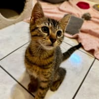 Basil [Chaton], chat à adopter
