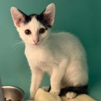 Petit Coeur CAB5574, chatte à adopter