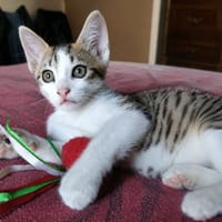 IAGO, chat à adopter