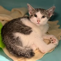 Rhéa CAB5820, chatte à adopter