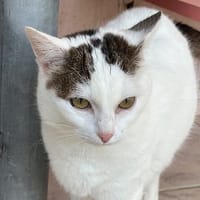 KIRIKOU, chat à adopter