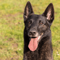 RIO, chien à adopter