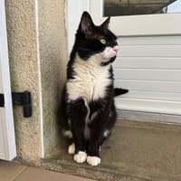 NEIKO, chat à adopter