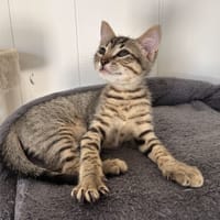 Igloo, chat à adopter