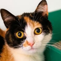 Gribouille (réservée), chatte à adopter
