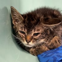 CLOCHETTE, chatte à adopter