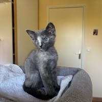 MUSETTE QCT, chatte à adopter