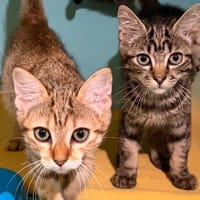 Ice CAB5831, chatte à adopter