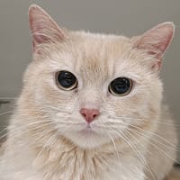 Miska, chatte à adopter
