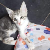 BENNY (bb Bliss), chat à adopter