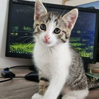 Bugs, chat à adopter