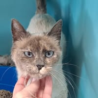 MADISON QCT, chatte à adopter