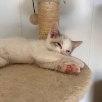 Flocon, chat à adopter