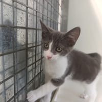 PAUL, chat à adopter
