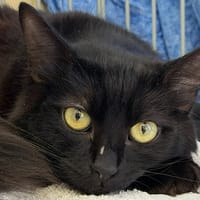 Birckel, chat à adopter