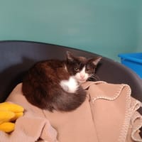 HERNANDEZ QCT, chat à adopter