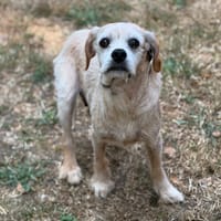 Birdy CAA15595, chienne à adopter