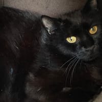 MUSCADELLE, chatte à adopter