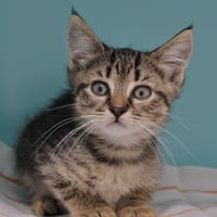 RAPHIA réservée, chatte à adopter