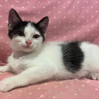 EMERALDAS, chatte à adopter