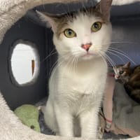 Kioni (dit ALPHA), chat à adopter