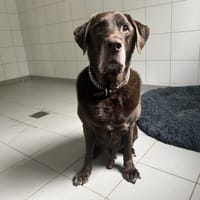 QUINTON, chien à adopter