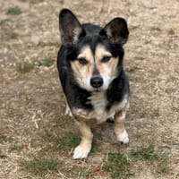Roger CAA15647, chien à adopter
