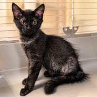 Spirou [Chaton], chat à adopter
