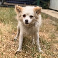 Nero CAA15642, chien à adopter