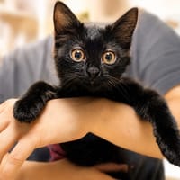 Fantasia [Chaton], chatte à adopter