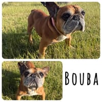 Bouba, chien à adopter