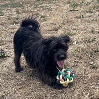 DARKO, chien à adopter