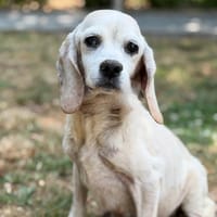 Berline CAA15587, chienne à adopter