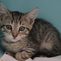 RISETTE réservée, chatte à adopter