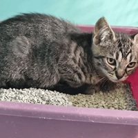 Tali, chatte à adopter