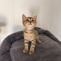 Nino, chat à adopter