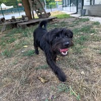 PIRATE, chien à adopter