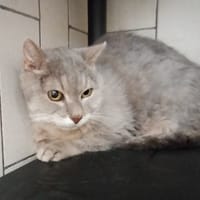 SIMBA HAB17686, chat à adopter