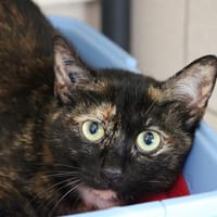 ELLIE HAB17642, chatte à adopter