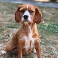 Brindille CAA15582, chienne à adopter