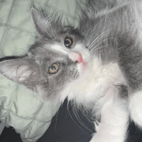 BAYA, chatte à adopter