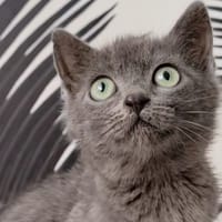 BOTTINE QCT, chatte à adopter