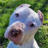 SNOW, chien à adopter